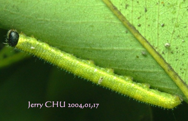 按此在新視窗瀏覽圖片