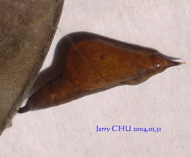 按此在新視窗瀏覽圖片