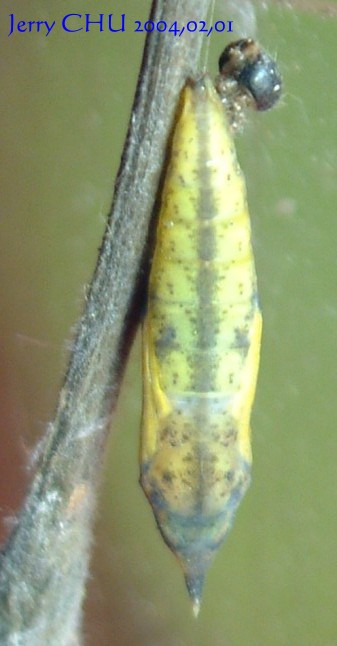 按此在新視窗瀏覽圖片