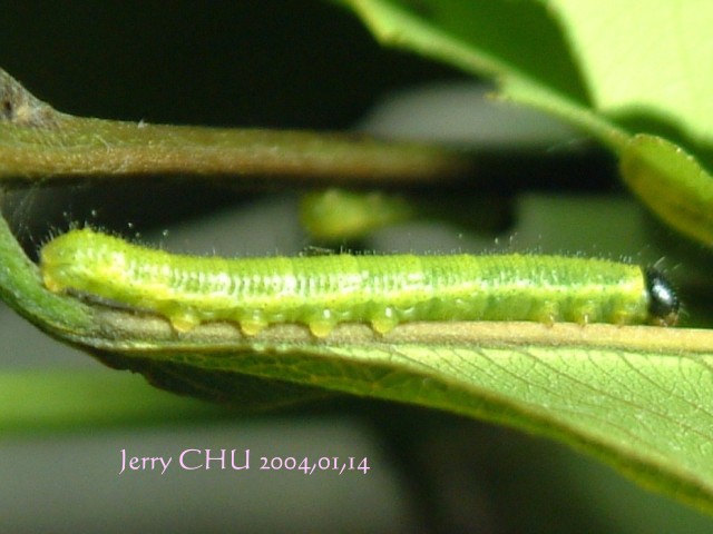 按此在新視窗瀏覽圖片