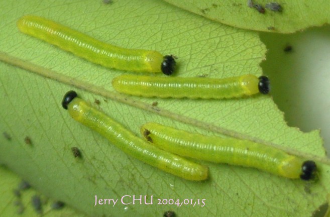 按此在新視窗瀏覽圖片