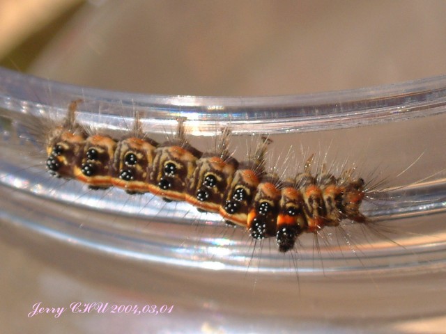 按此在新視窗瀏覽圖片