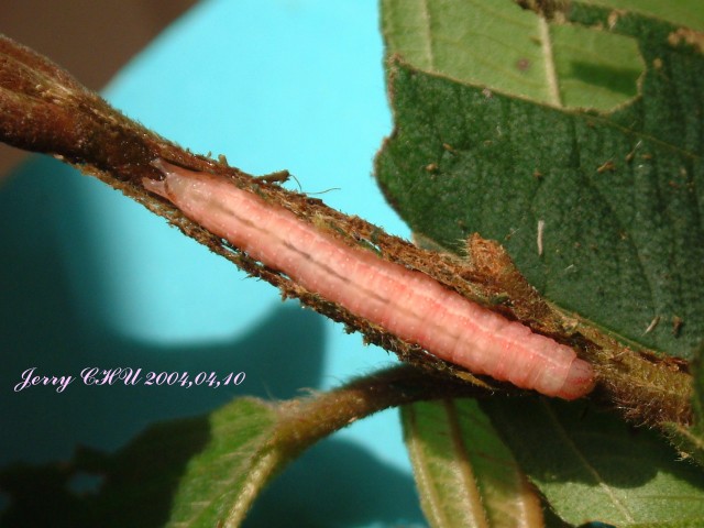 按此在新視窗瀏覽圖片