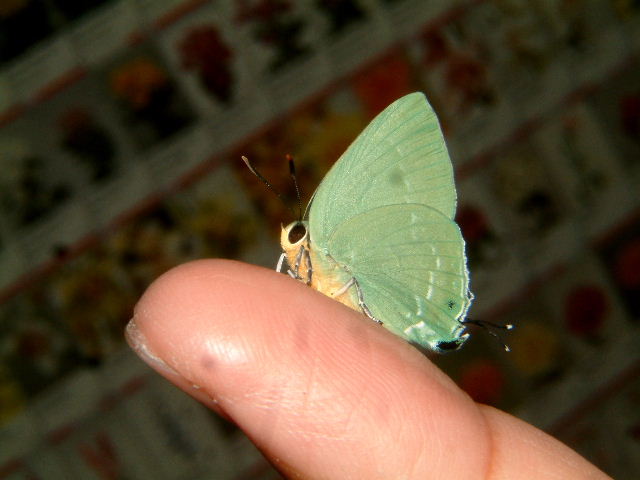 按此在新視窗瀏覽圖片