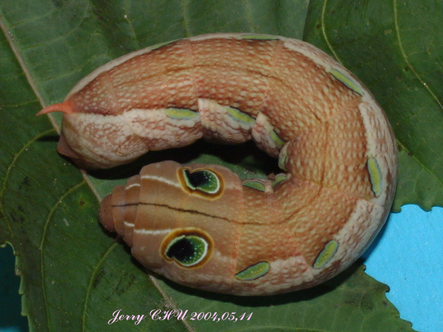 按此在新視窗瀏覽圖片