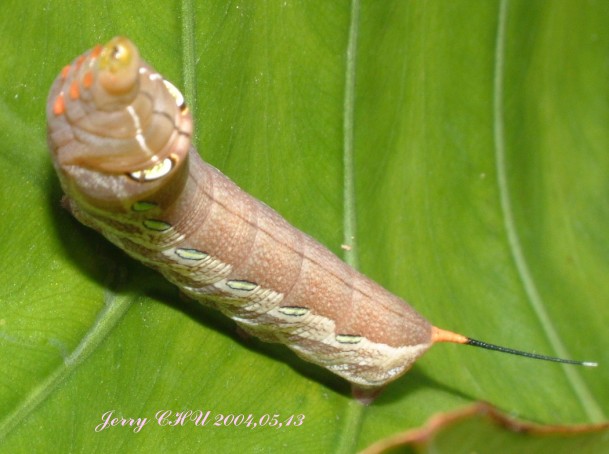 按此在新視窗瀏覽圖片