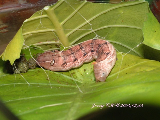 按此在新視窗瀏覽圖片