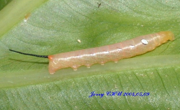 按此在新視窗瀏覽圖片