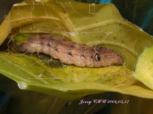 按此在新視窗瀏覽圖片