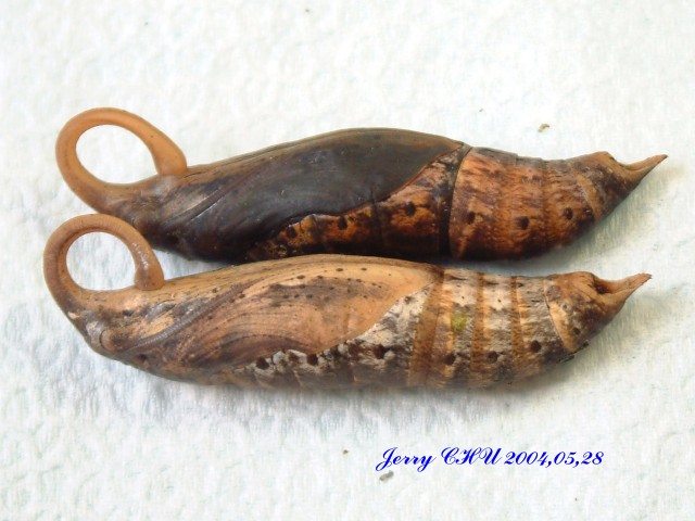 按此在新視窗瀏覽圖片