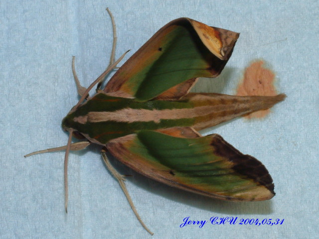 按此在新視窗瀏覽圖片