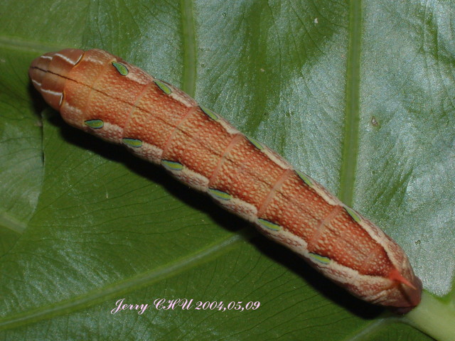 按此在新視窗瀏覽圖片