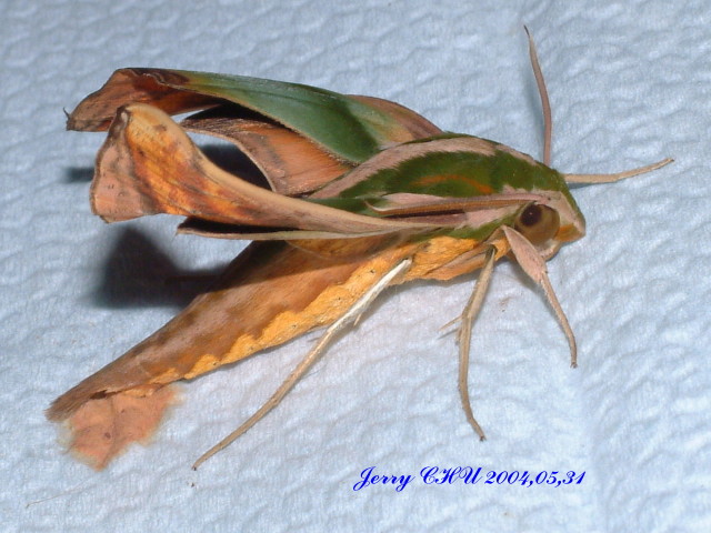 按此在新視窗瀏覽圖片