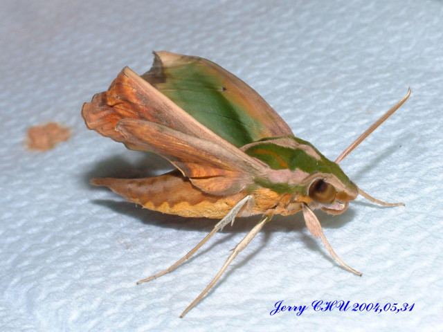 按此在新視窗瀏覽圖片