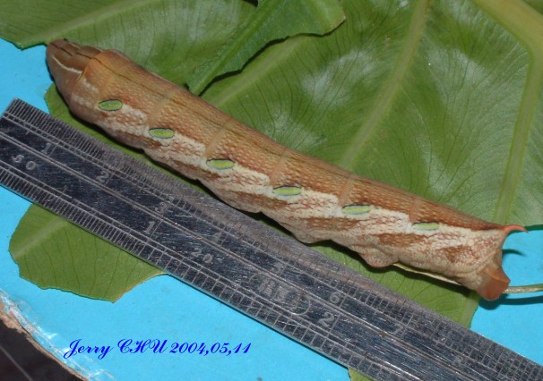 按此在新視窗瀏覽圖片