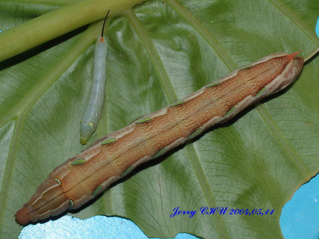 按此在新視窗瀏覽圖片