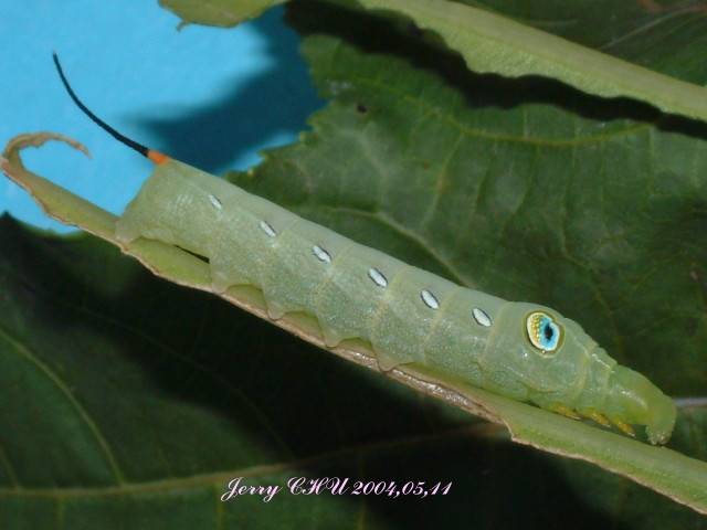 按此在新視窗瀏覽圖片