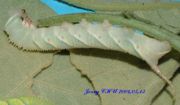 按此在新視窗瀏覽圖片