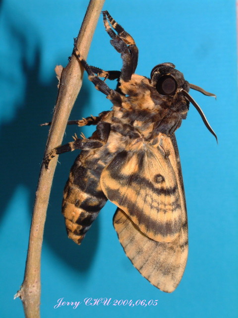 按此在新視窗瀏覽圖片