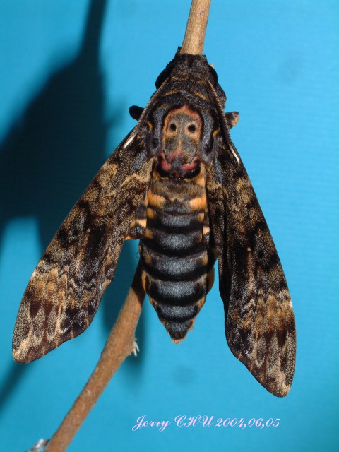 按此在新視窗瀏覽圖片