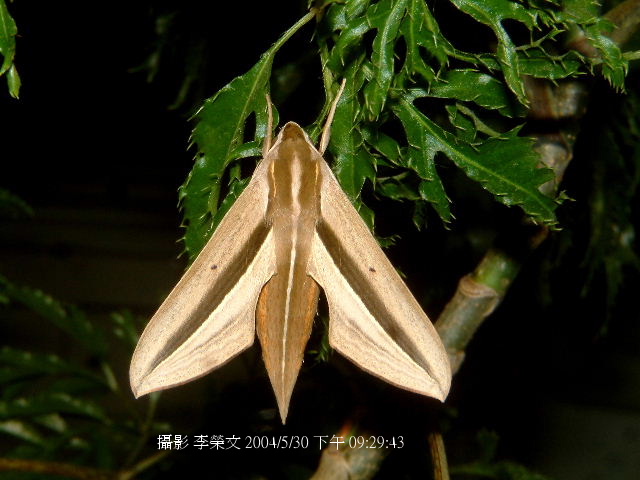 按此在新視窗瀏覽圖片