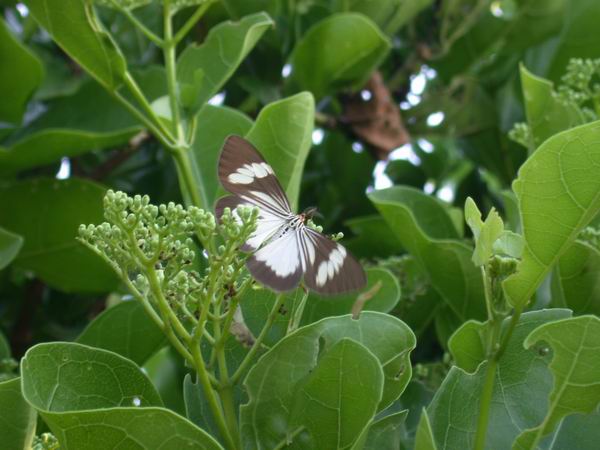 按此在新視窗瀏覽圖片