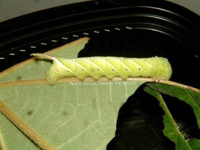 按此在新視窗瀏覽圖片