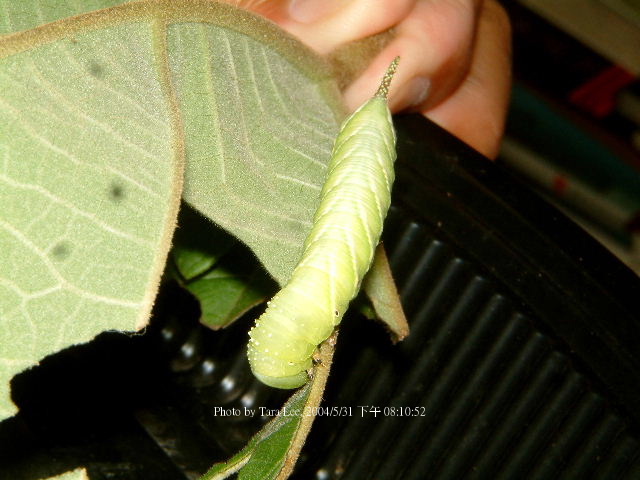 按此在新視窗瀏覽圖片