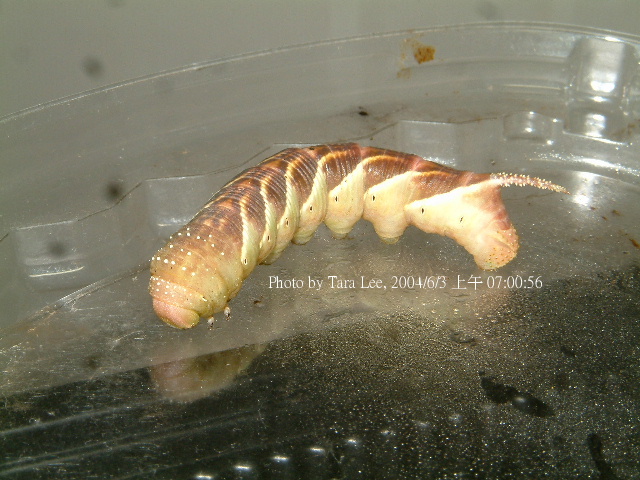 按此在新視窗瀏覽圖片