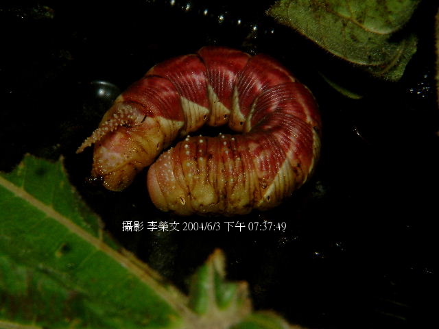 按此在新視窗瀏覽圖片