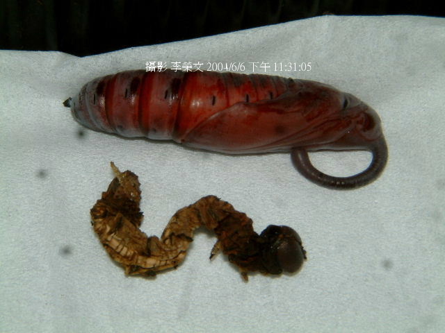 按此在新視窗瀏覽圖片