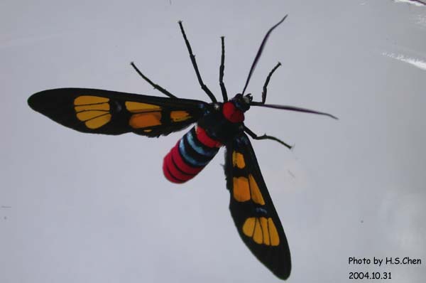 按此在新視窗瀏覽圖片