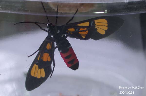 按此在新視窗瀏覽圖片