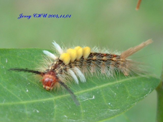 按此在新視窗瀏覽圖片