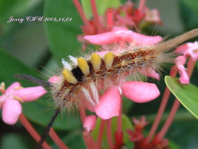 按此在新視窗瀏覽圖片