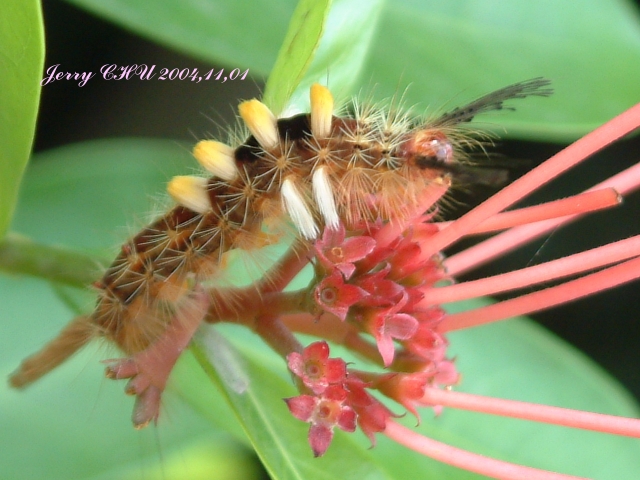 按此在新視窗瀏覽圖片