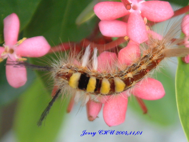 按此在新視窗瀏覽圖片