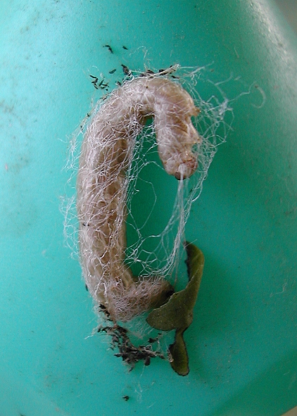 按此在新視窗瀏覽圖片