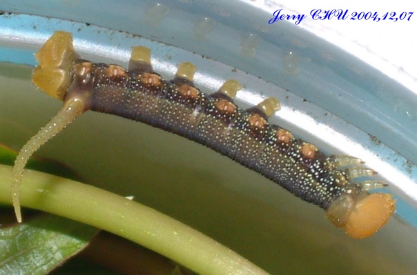 按此在新視窗瀏覽圖片