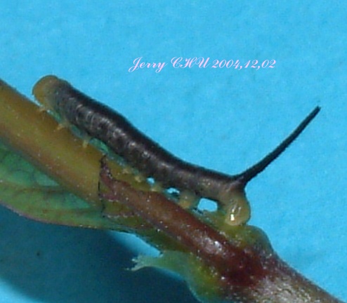 按此在新視窗瀏覽圖片