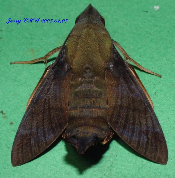 按此在新視窗瀏覽圖片