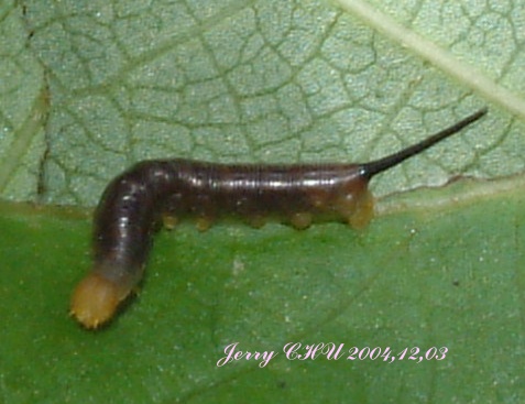 按此在新視窗瀏覽圖片