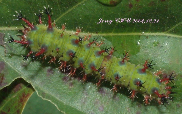 按此在新視窗瀏覽圖片