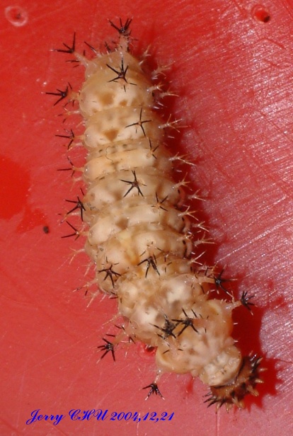 按此在新視窗瀏覽圖片