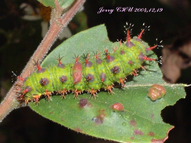 按此在新視窗瀏覽圖片