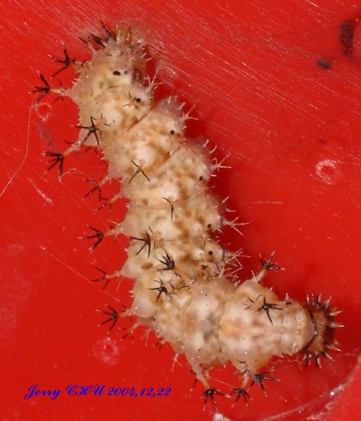 按此在新視窗瀏覽圖片