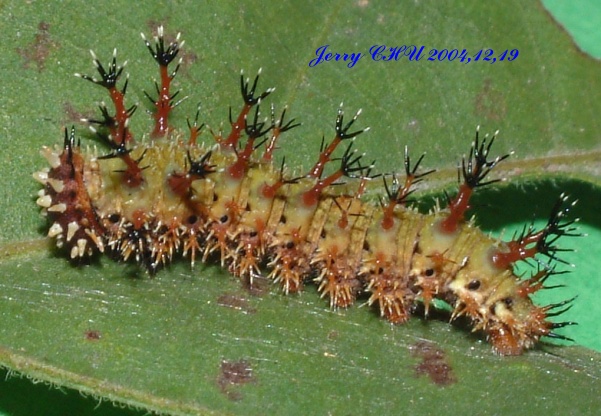 按此在新視窗瀏覽圖片