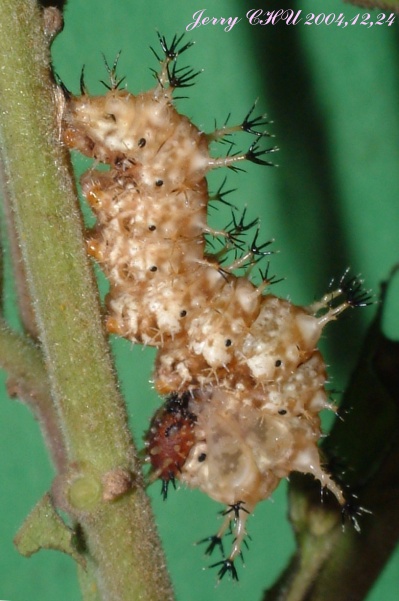 按此在新視窗瀏覽圖片