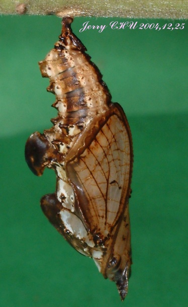 按此在新視窗瀏覽圖片