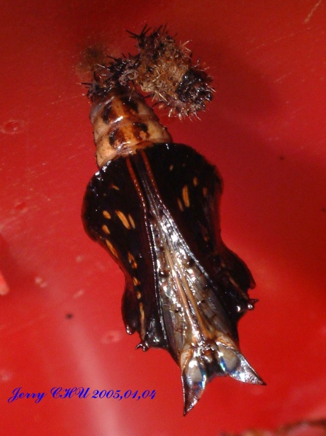 按此在新視窗瀏覽圖片